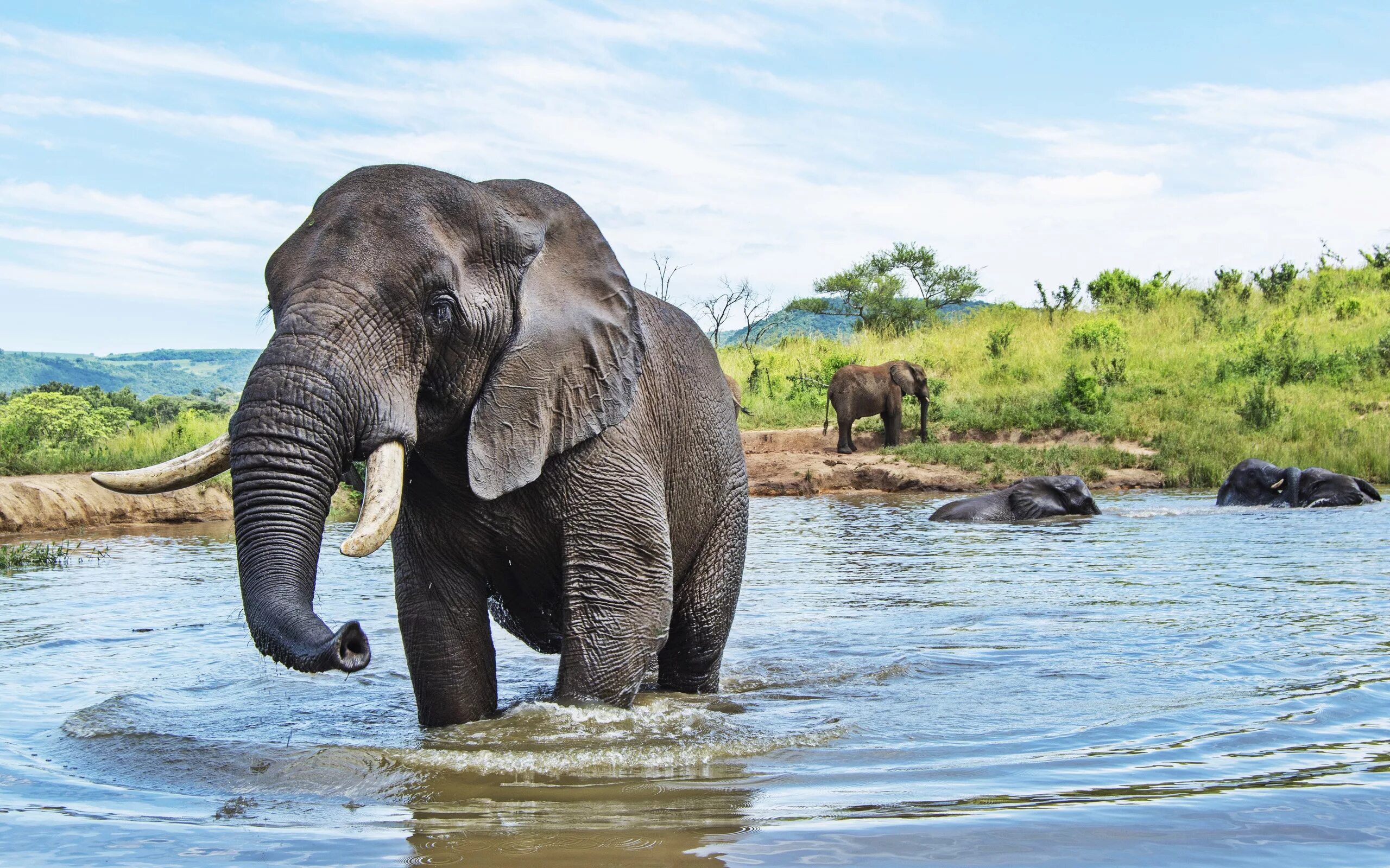 Elephant swim. Слоны. Слоненок. Слон купается. Слон картинка.