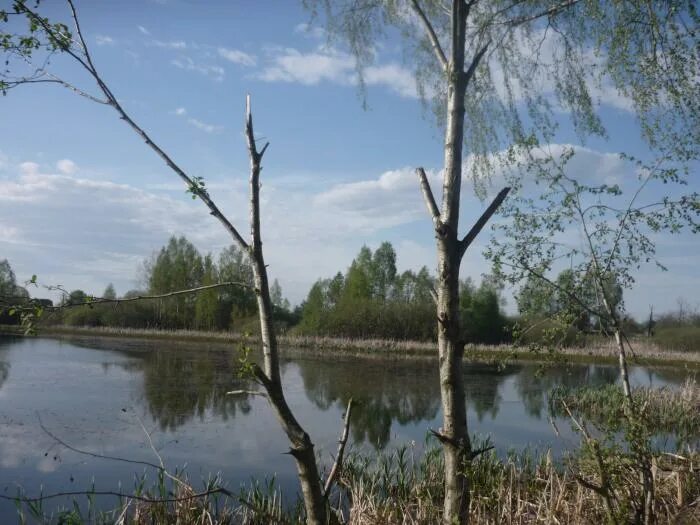 Калыгинское озеро Смоленская область. Пруд в Вязьме. Вяземский район семёновское озеро. Ризское Вяземский район.