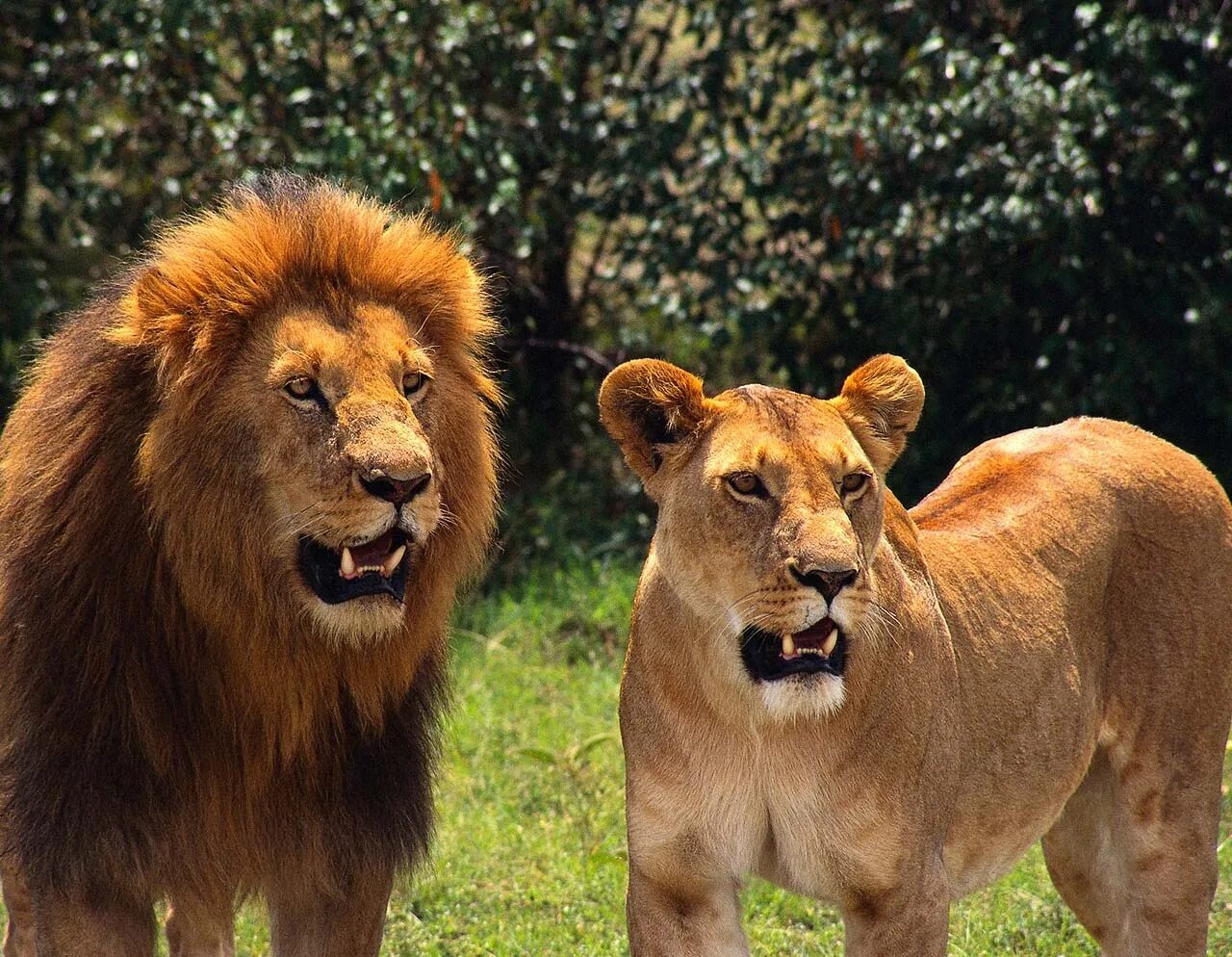 Лучшие года льва. Лев и львица. Лев. Хищные животные Лев. Лев фото.