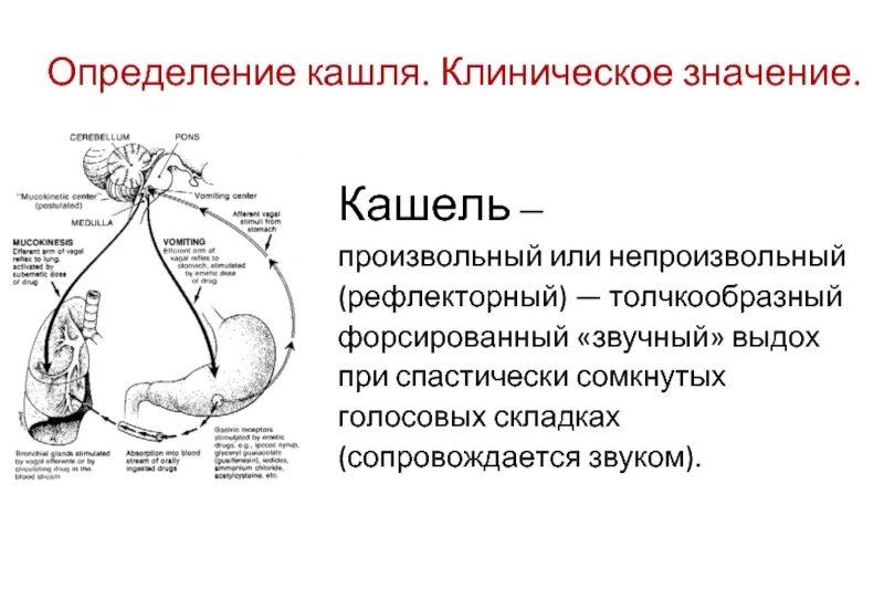 Установите последовательность этапов рефлекторной реакции кашля. Рефлекторные дуги чихания и кашля. Рефлекс кашля рефлекторная дуга. Рефлекторная дуга кашля схема. Рефлекторная дуга при кашле схема.