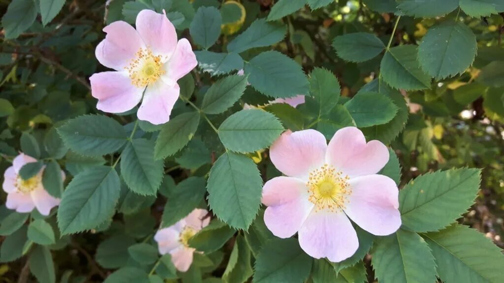 Как используют современные садоводы шиповник собачий. Шиповник rosa canina. шиповник собачий (rosa canina).