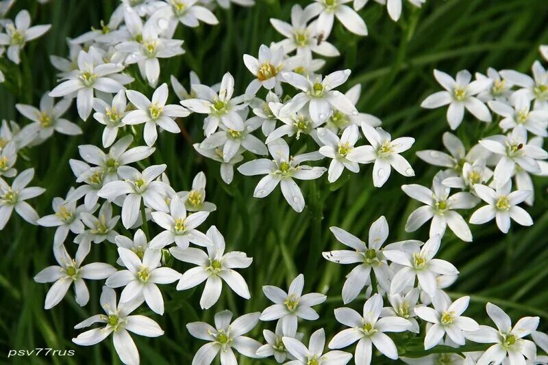 Tiny white flowers. Tiny white flowers, Wonderful flowers, Flowers