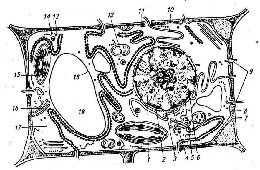 Схема строения растительной клетки без подписей. Строение растительной клетки рисунок с подписями. Схема строения растительной клетки рисунок. Рис 17 растительная клетка. Рисунок растительной клетки с обозначениями 6
