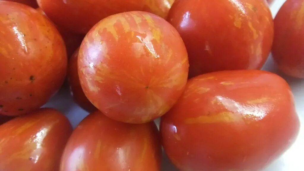 сорт помидор пасхальное яйцо. томат де барао пасхальное яйцо. клеопатра сорт помидор. томат пасхальное яйцо. сорт помидор пасхальное яйцо.