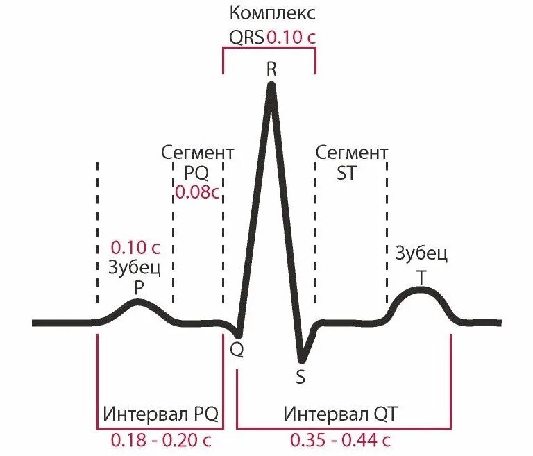 QRS норма ЭКГ. Длительность интервалов на ЭКГ норма. Нормы зубцов и интервалов ЭКГ. Продолжительность зубцов и интервалов ЭКГ В норме.