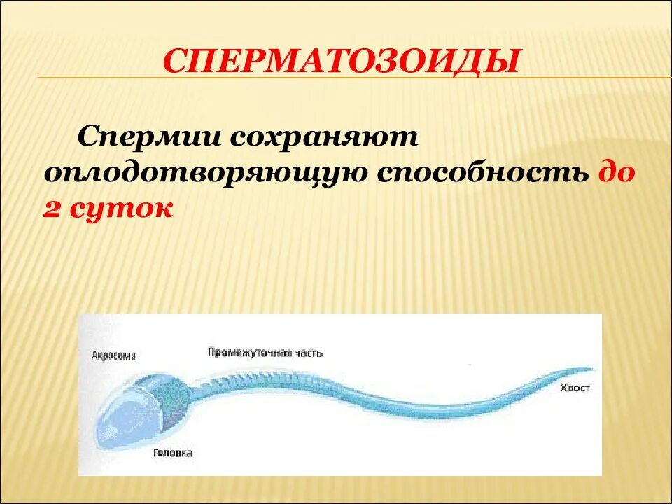 Яйцеклетки сохраняют способность к оплодотворению. Спермий. Способность к оплодотворению. Скорость сперматозоида. Сперматозоиды сохраняют способность к оплодотворению.