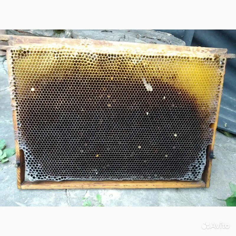 Купить пчелиные рамки. Рамка для пчел сушь Дадан. Рамки с сушью (на 145) для пчёл. Сушь пчелиная Дадан. Рамка суши для пчел.
