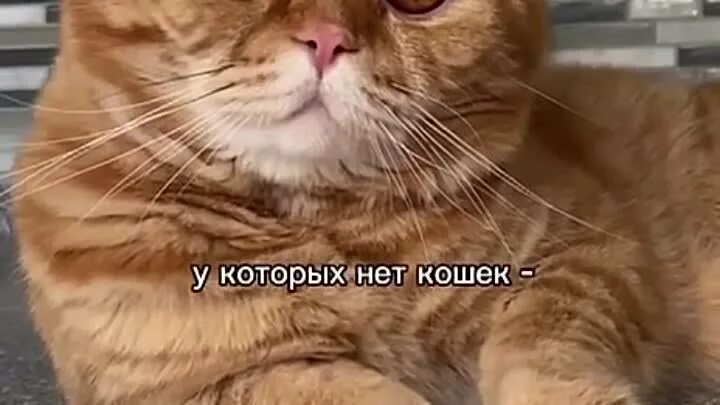 Видео кот нет. Некотяи смешная картинка. люди у которых нет кота некотяи. картинка некотяи люди у которых. люди у которых нет кота некотяи картинки.