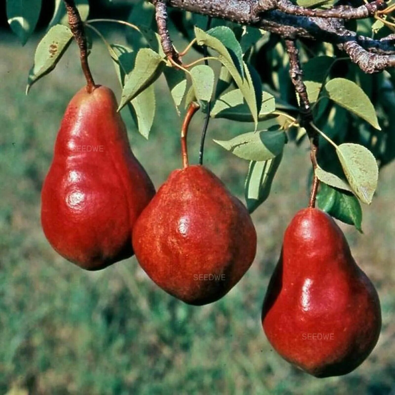 Груша ред Бартлет. Ред Бартлетт сорт груши. Груша сорт Red Sensation. Груша ред Бартлет Аргентина. Груша вильямс красный