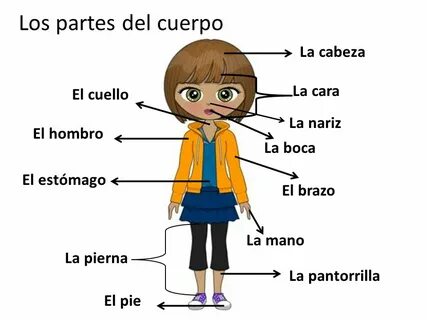 Las Partes del Cuerpo en Español: Frases y Actividades de Escucha