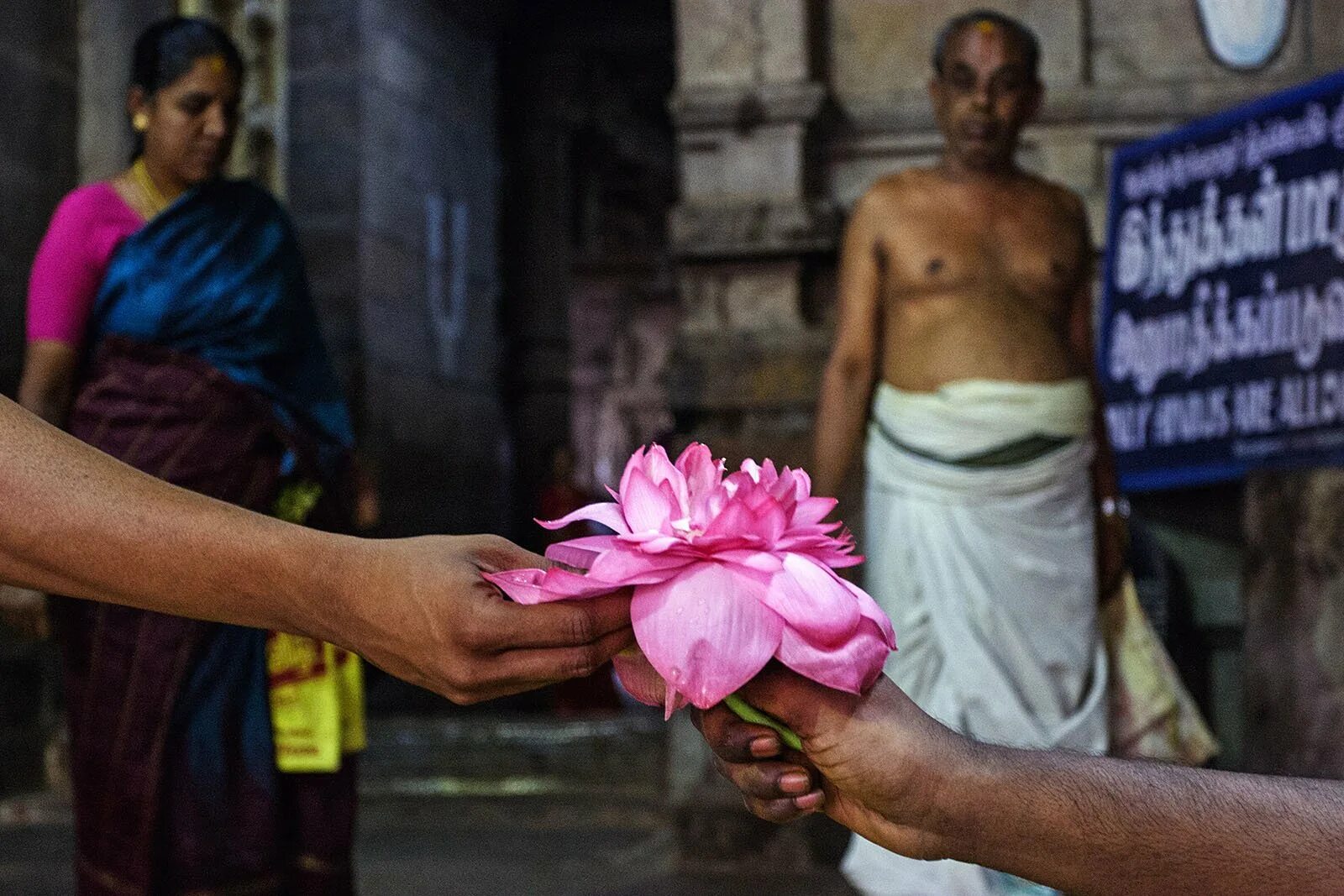 Предсказания индуса. Цветок лотоса Индия. Лотос в индуизме. Цветок лотоса Индуизм. Священный цветок в Индии.