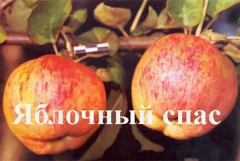 Яблони спас