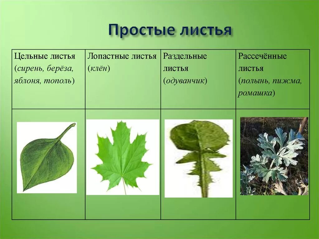 Пальчато сетчатое. Форма листа клёна перисто лопастная. Форма листовой пластинки перисто-лопастная. Тройчато лопастной лист. Перисто рассеченные листья.