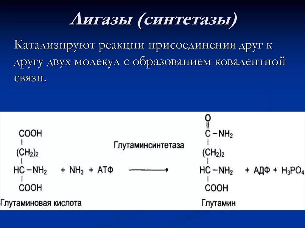 Типы реакций катализируемых ферментами. Лигазы ферменты пример реакции. Реакция фермента синтетаза. Лигазы синтетазы. Лигазы катализируют реакции.