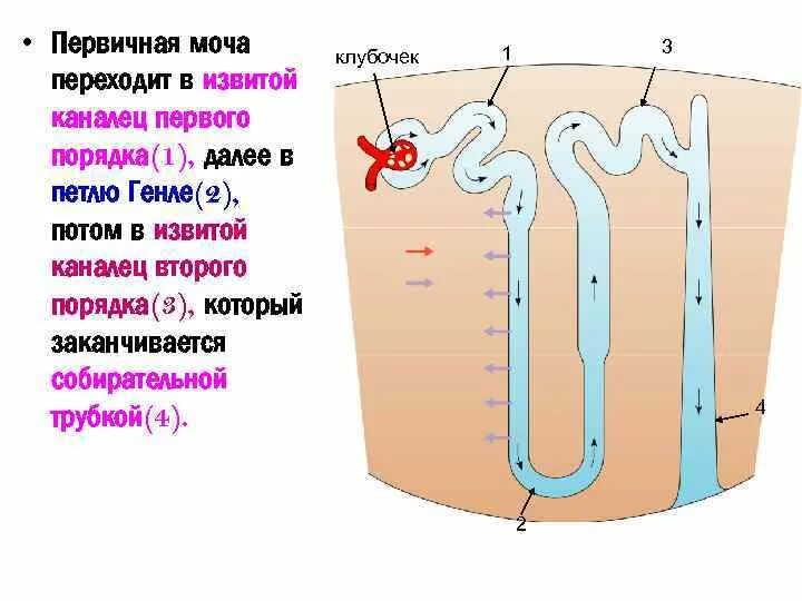 Нефрон извитой каналец 1 порядка. Извитые канальцы нефрона 1 порядка. Петля Генле извитой каналец. Извитой каналец 1 порядка. Моча из капсулы нефрона поступает