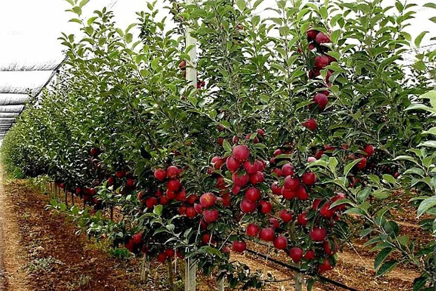 Плодовое хозяйство. Ред Чиф 54-118. Шпалерные яблони Ставрополье. Яблоневый сад интенсивного типа. Плодовые деревья для сада.