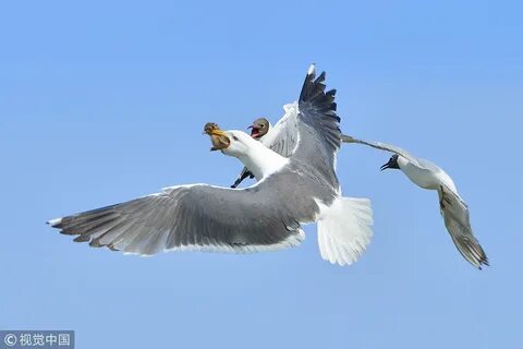 Учат летать