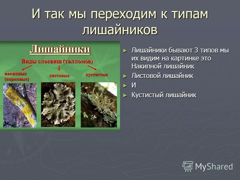 Таст по беологии 5 клас. Тест по теме лишайники. Почему лишайники называют пионерами растительного. Кроссвордына тему лишайни. Значение лишайников в природе.