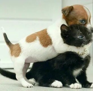 Кошечки собачки нельзя