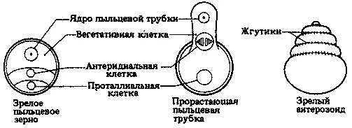 Пыльцевые зерна хвойных. Строение пыльцевого зерна сосны. строение пыльцевого зерна. пыльцевое зерно сосны обыкновенной. пыльцевое зерно упрощённая схема.