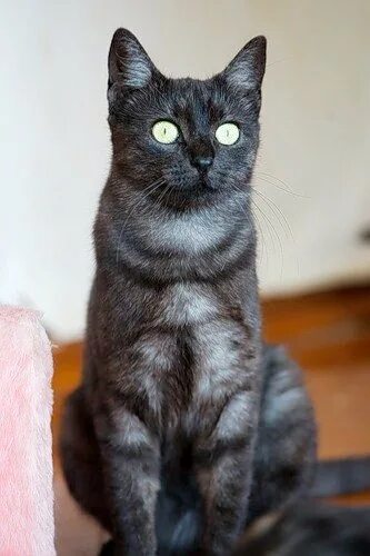 Породы кошек черно серого окраса. Черный котенок скоттиш страйт. Азиатский табби дымчатый. Черная кошка с серым подшерстком. Дымчатый окрас кошек.