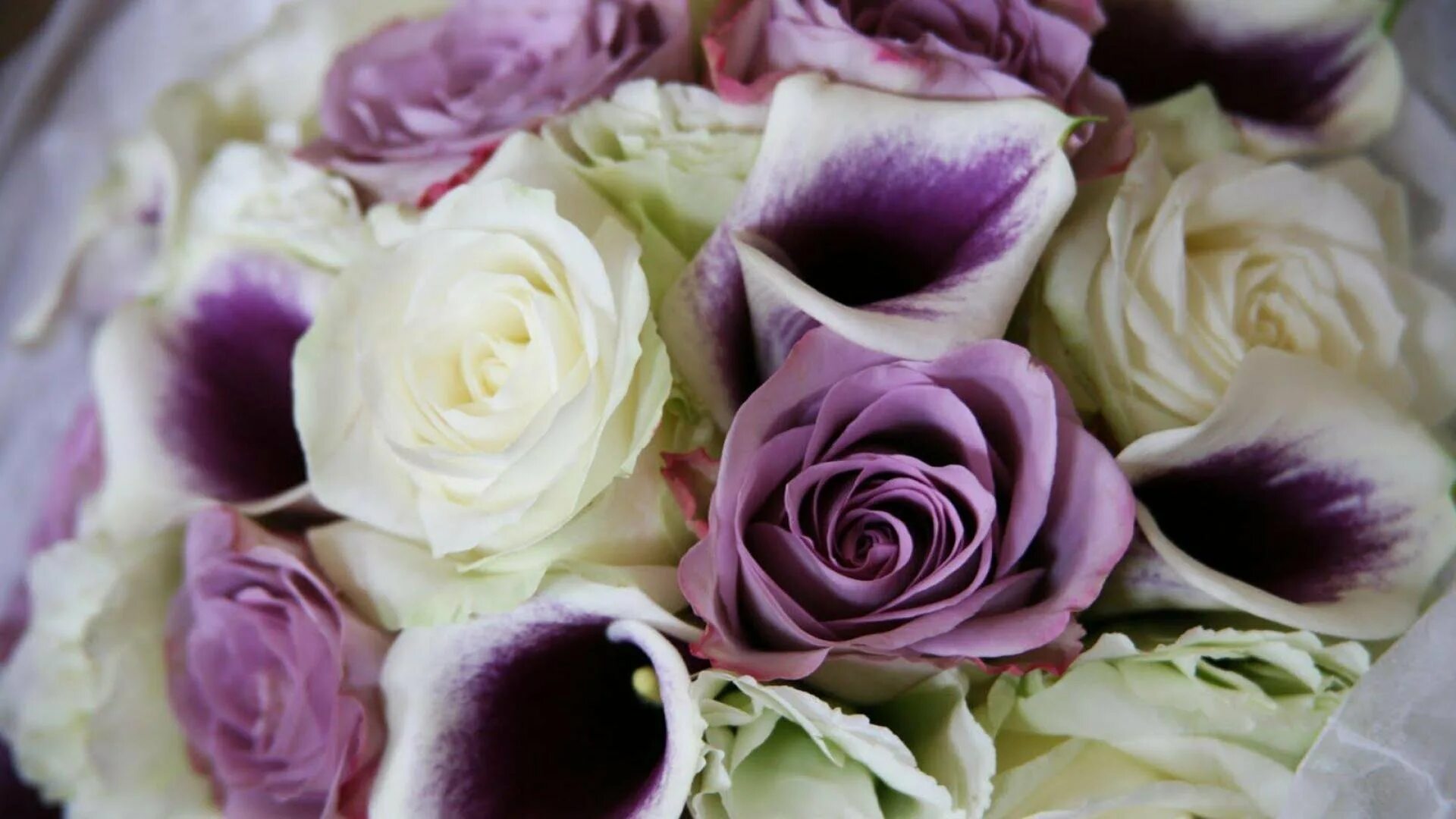 Букет роз перпл. Фиолетовые розы.