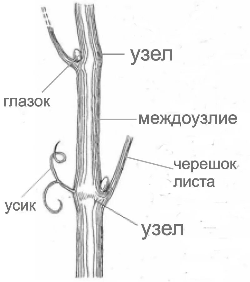 Виноград глазок. Строение виноградной лозы. Строение виноградного побега. Строение лозы винограда. Куст винограда схема строения.