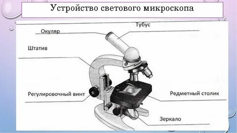 Микроскоп 5 класс биология строение и функции
