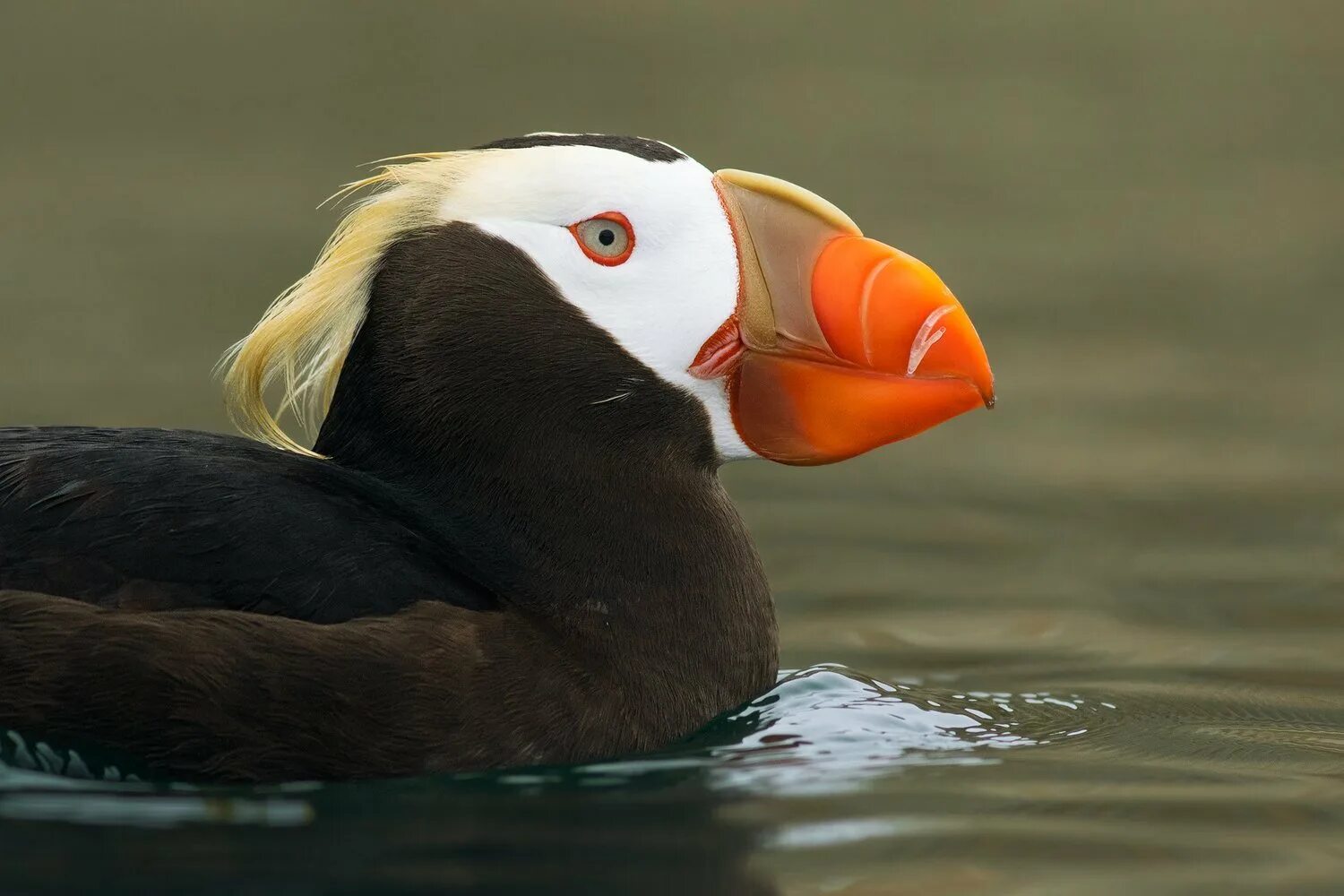 Топорок. Топорок птицы камчатки. Топорки птицы камчатка. Топорок (топорик) птица. Топорок птицы камчатки.