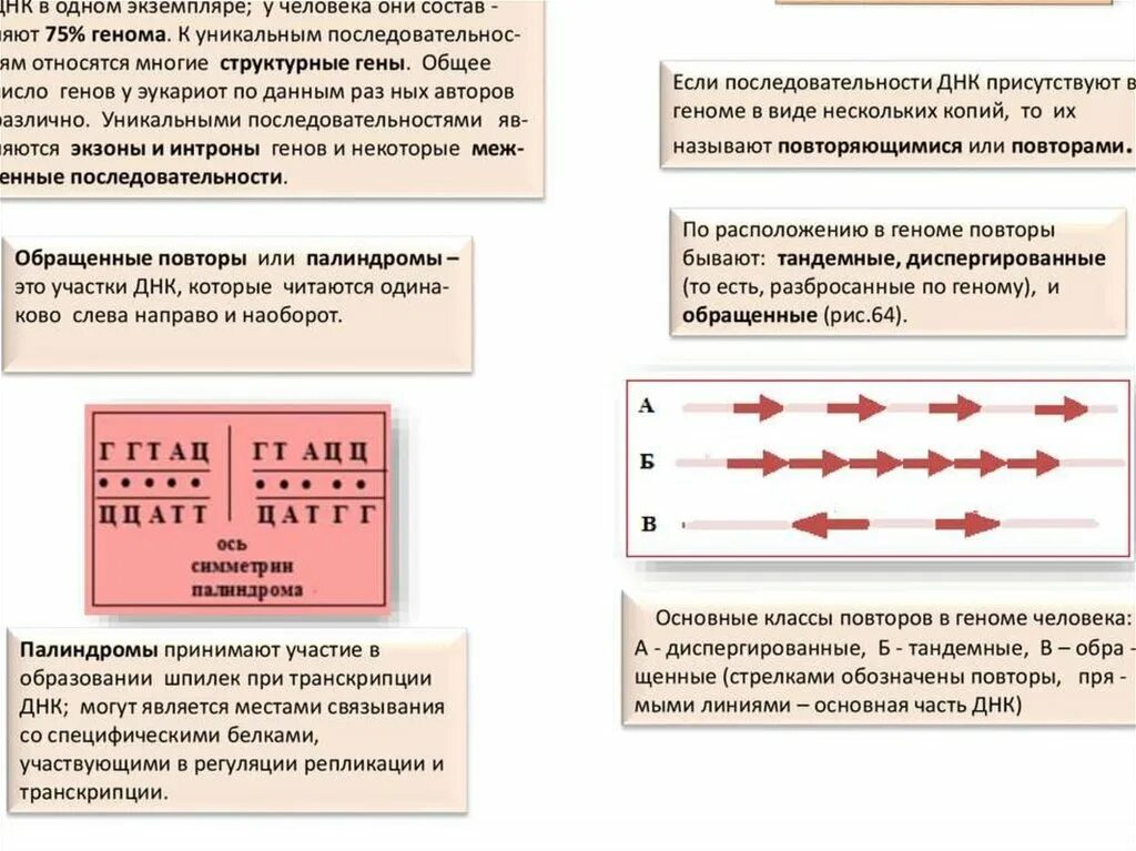 Геном классификация нуклеотидных последовательностей генома. Геном классификация нуклеотидных последовательностей генома