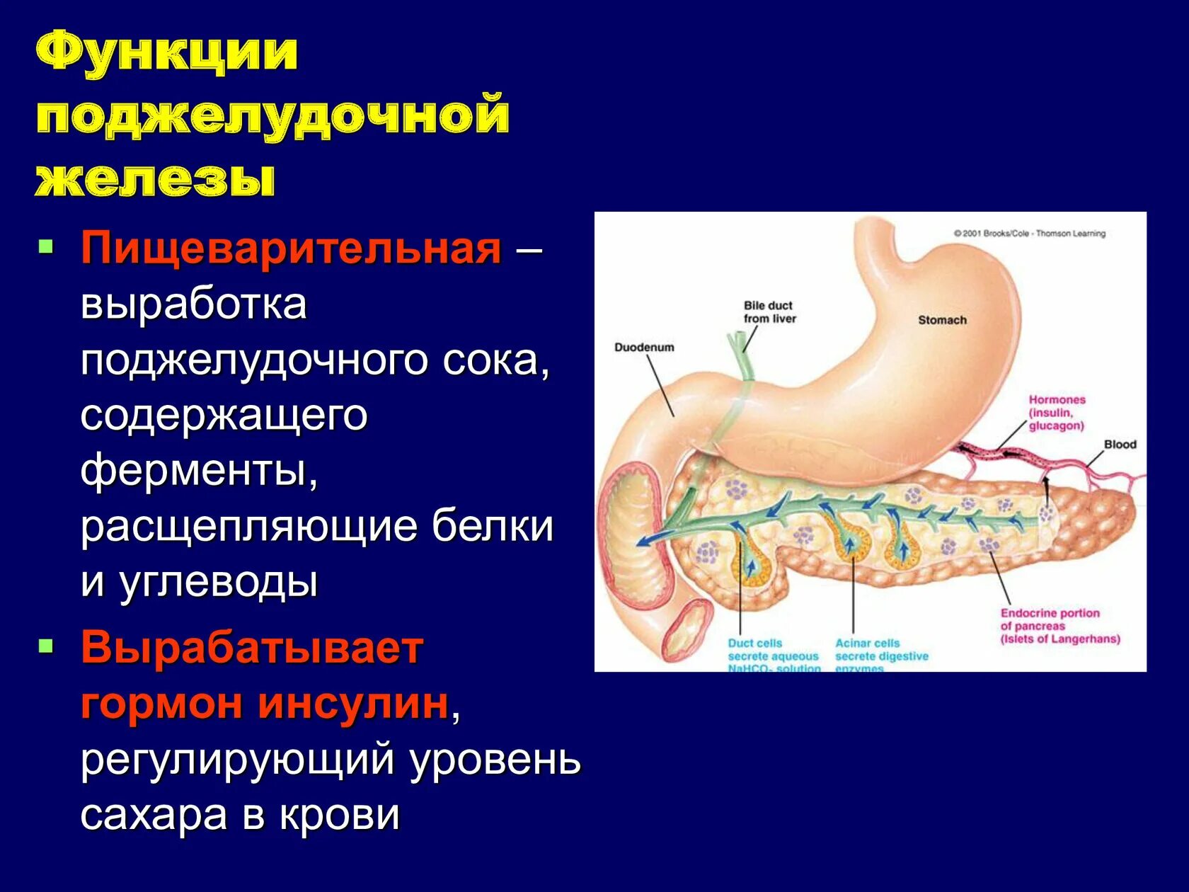 Функции поджелудочной железы в пищеварительной системе. Поджелудочная железа. Расположение, особенности строения, функции.. Поджелудочная железа и кишечник выделительная функция. Функции поджелудочной железы в пищеварительной системе человека.