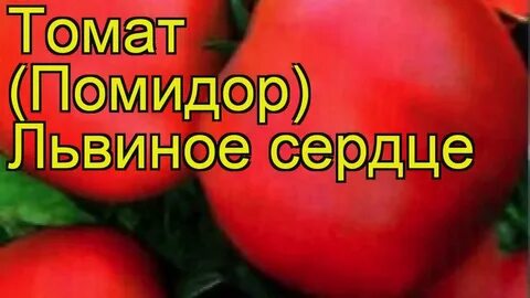 Томат львиное