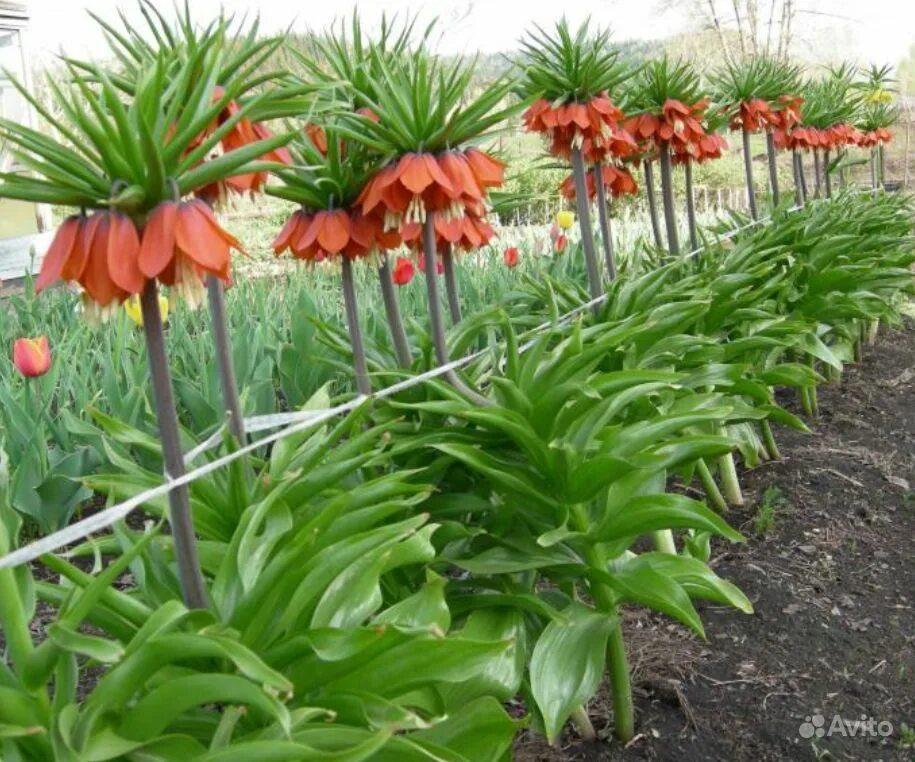 Рябчики цветы посадка. Рябчики цветы посадка. Цветение рябчика императорского. Цветок рябчик императорский. Рябчик императорский посадка.