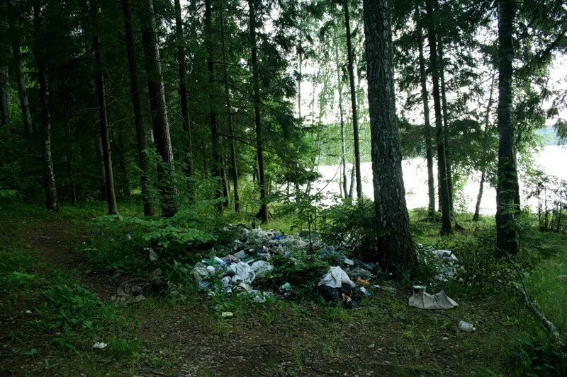 Грязный лес. Поляна в лесу с мусором. Замусоренный лес. Сравнение сама по себе природа