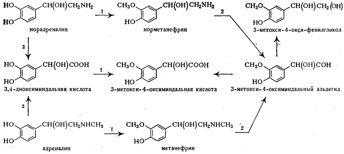 Гормоны стресса адреналин норадреналин кортизол. Реакции инактивации катехоламинов. Схема синтеза катехоламинов. Инактивация катехоламинов биохимия. Кортизол и пролактин