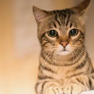 ZloI KotiK - YouTube 