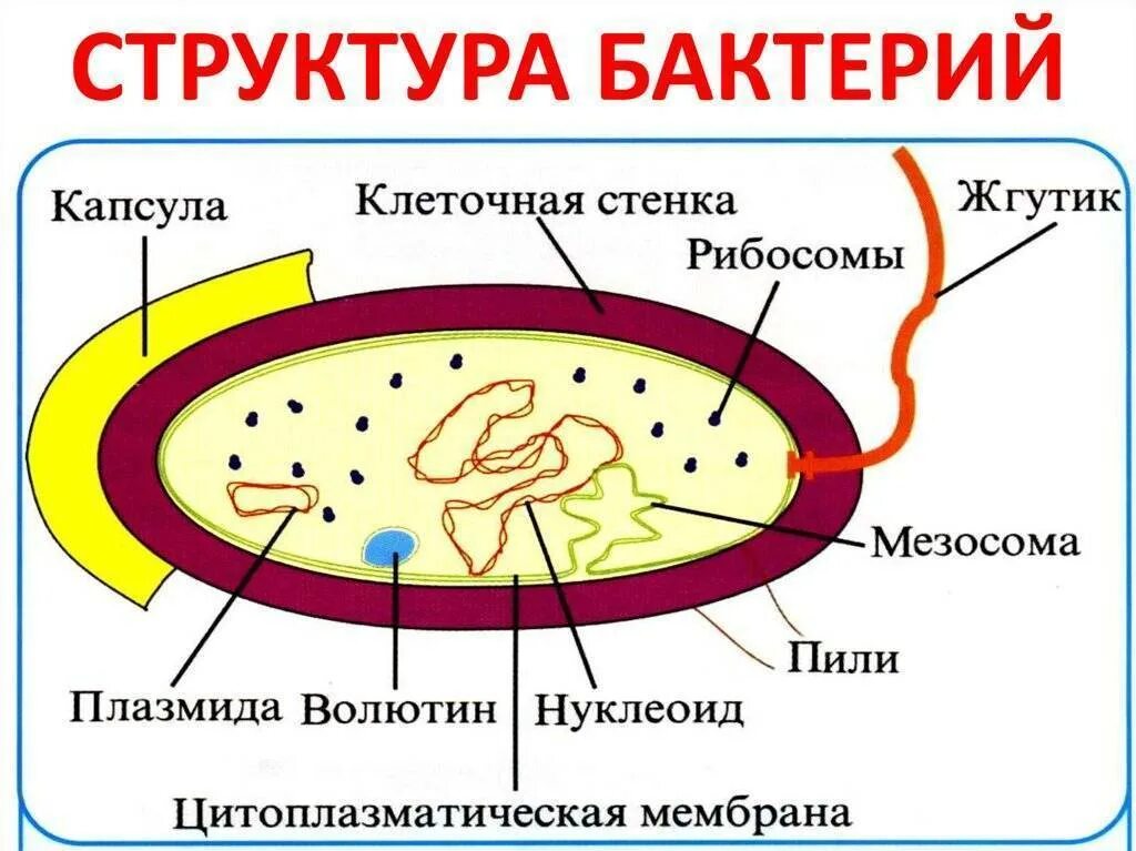 Основная структура бактериальной клетки. Компоненты бактериальной клетки. Основные компоненты бактериальной клетки. Значение микробиологии в жизни человека. Постоянная структура бактериальной клетки.