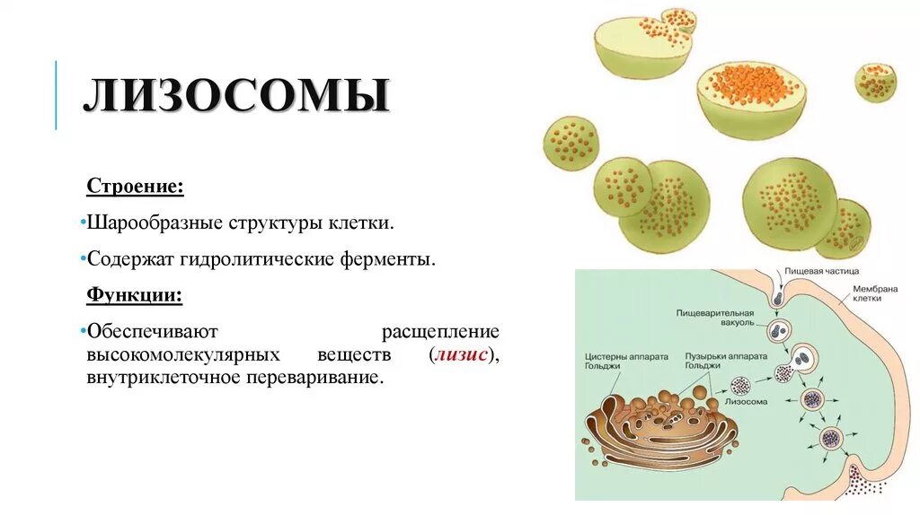 Строение органоида лизосомы. Лизосома функции органоида. Структура лизосомы. Строение лизосомы эукариотической клетки. Лизосомы расщепление белков