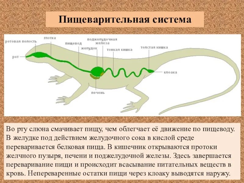 Желудок ящерицы. Пищеварительная система прыткой ящерицы. Пищеварительная система рептилий строение и функции. Пищеварительная система рептилий схема. Пищеварительная система пресмыкающихся 7 класс биология.