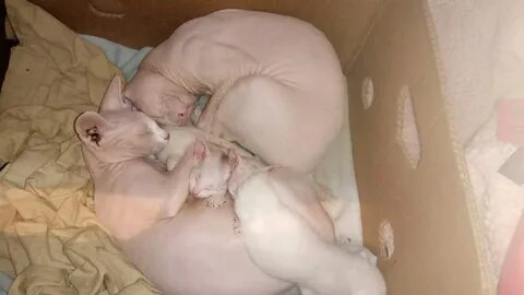 Рождение котят сфинксов