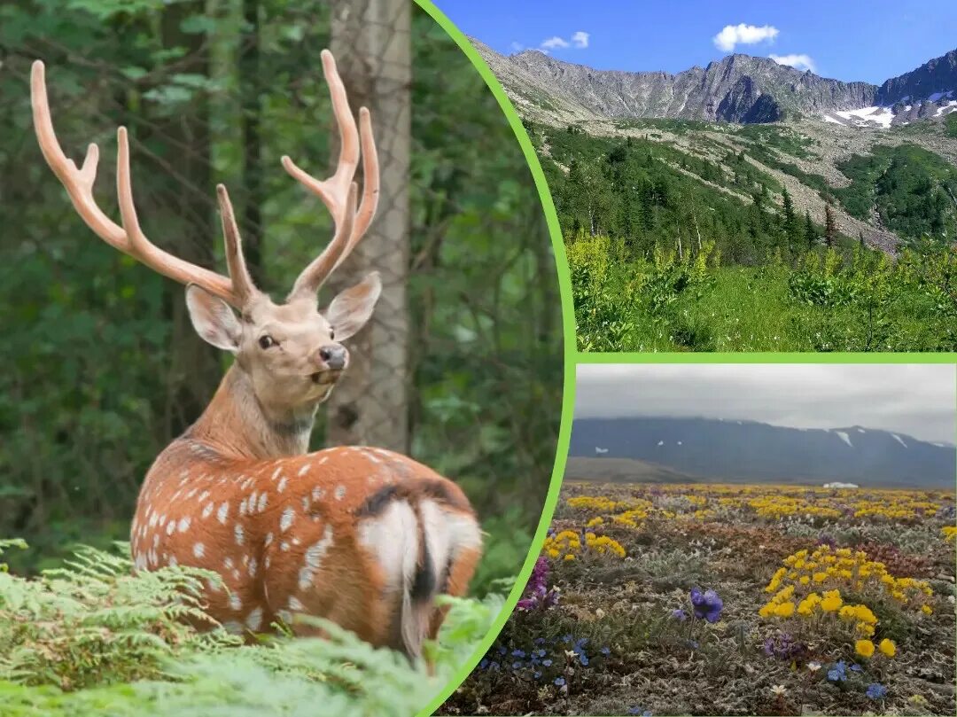 галичья гора заповедник. живая природа. заповедники и национальные парки. ососбоохраняемые природные объекты. охрана природы доклад.