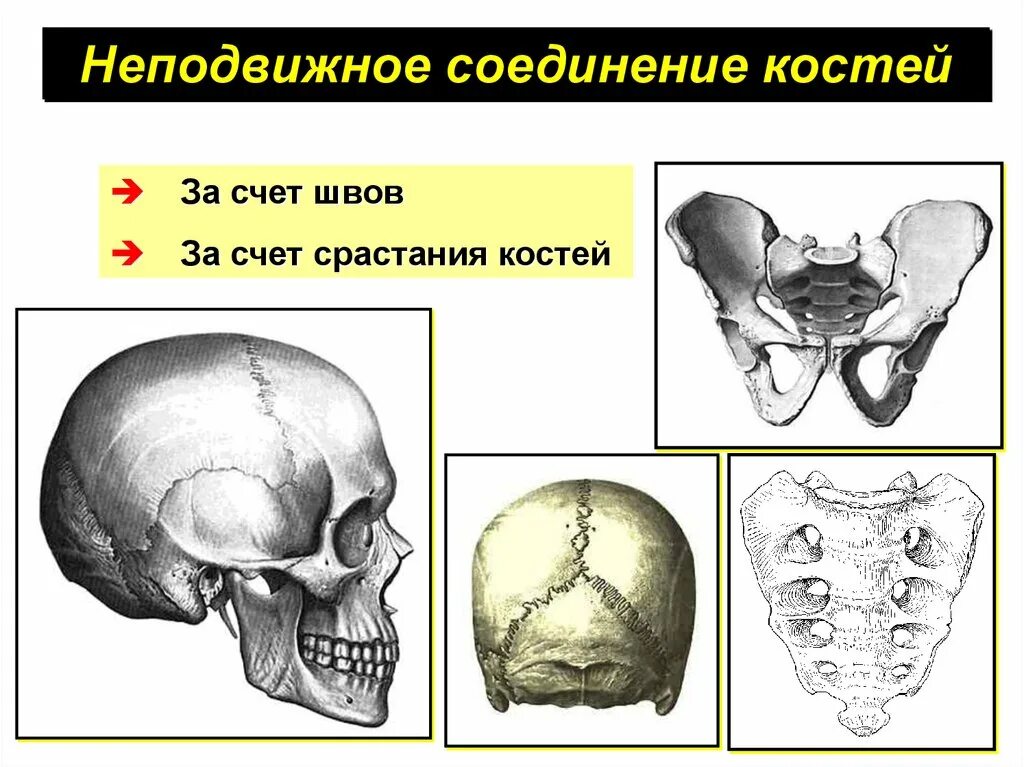 Неподвижные полуподвижные и подвижные соединения костей. Кости черепа неподвижные соединения. Кости с неподвижным соединением. Типы соединения костей.