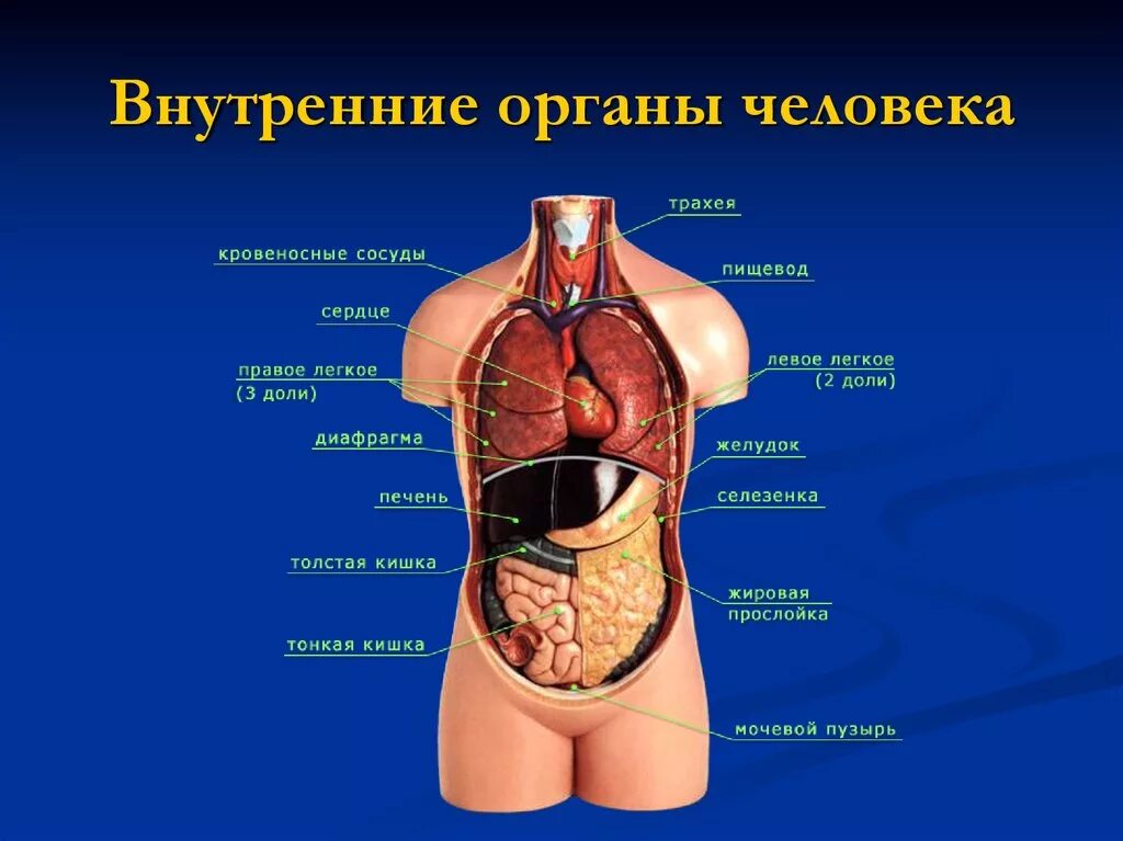 Анатомия тела человека