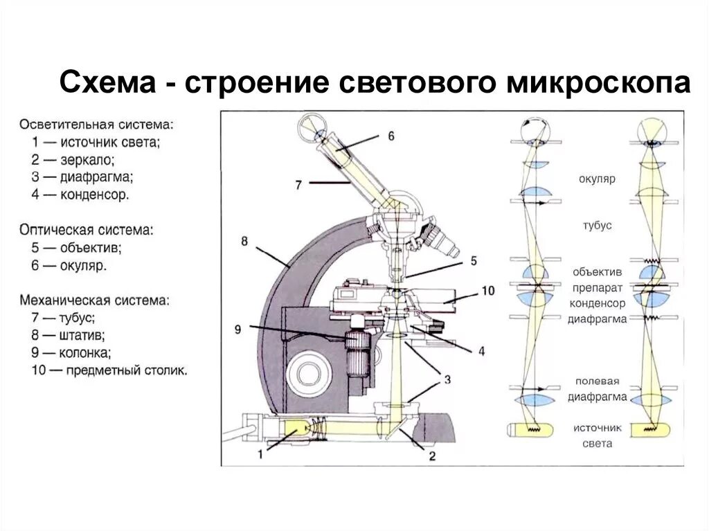 Микроскоп составные части. Оптическая схема бинокулярного микроскопа. Оптический микроскоп схема строения. Устройство оптического микроскопа схема. Оптическая схема светового микроскопа.