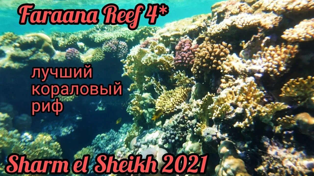 Рас ум сид бухта. Рас ум сид бухта