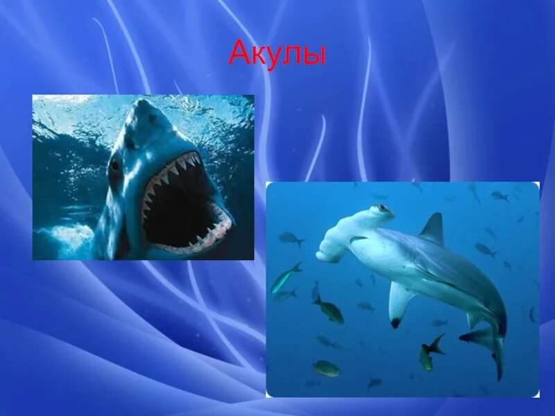 Белая акула презентация 7 класс. Адаптации акулы к водной среде. Приспособления к водной среде. Форма тела приспособленность. Приспособление акулы к водной среде обитания.