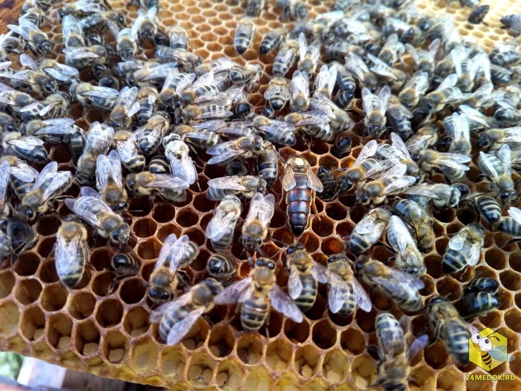 Среднерусская пчела. Пчеломатка Среднерусская. Матка среднерусской пчелы. Среднерусская порода пчел матка.