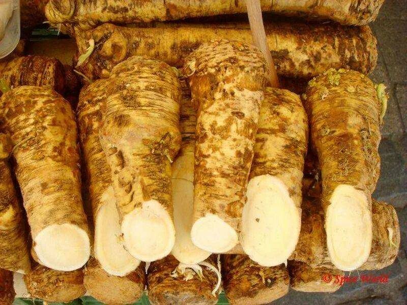 Как сохранить корень хрена на зиму. Как сохранить корень хрена на зиму