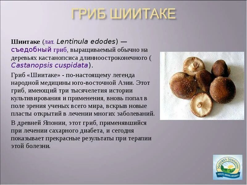 Шиитаки польза. Шиитаке Lentinula edodes. Шиитаке грибы Императорский шампиньон. Характеристика гриба шиитаке. Шиитаке информация.