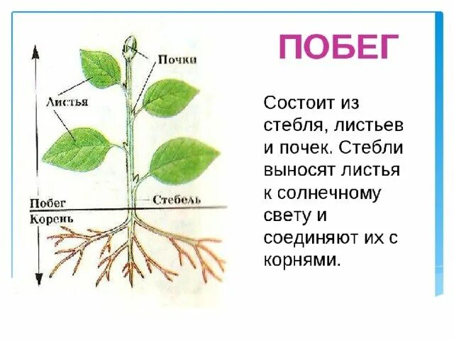 Главные органы растения побег и корень рис 26. Побег состоит из стебля ра. Из чего состоит побег. Строение побега растения.